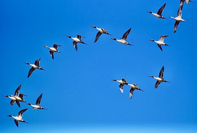 Northern pintail at Seedskadee National Wildlife Refuge by Tom Koerner/U.S. Wildlife Service is available through Publuic Domain.